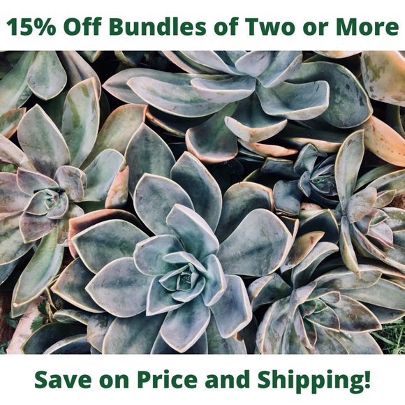 Save on Price and Shipping When You Bundle - Picture 6 of 6